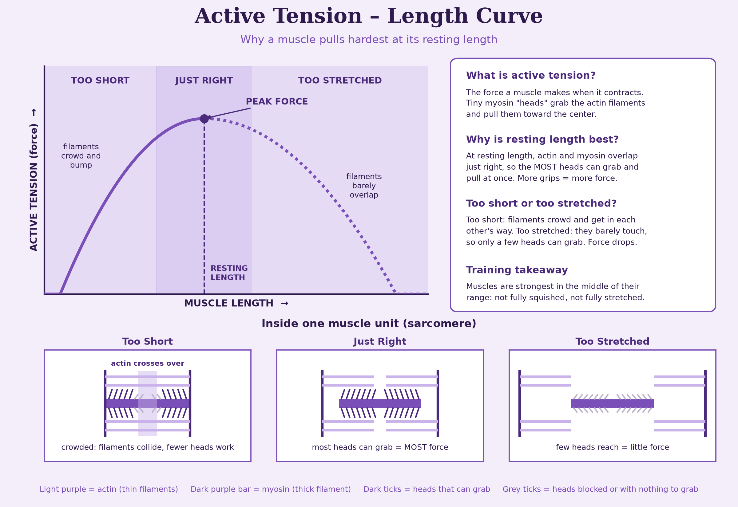 Active Tension at the Vertical: Why "Up" Is Everything